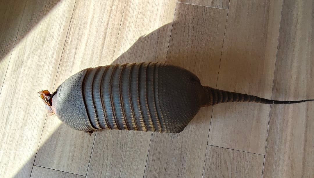 アルマジロ剥製