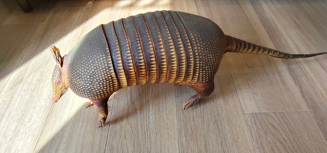 アルマジロ剥製
