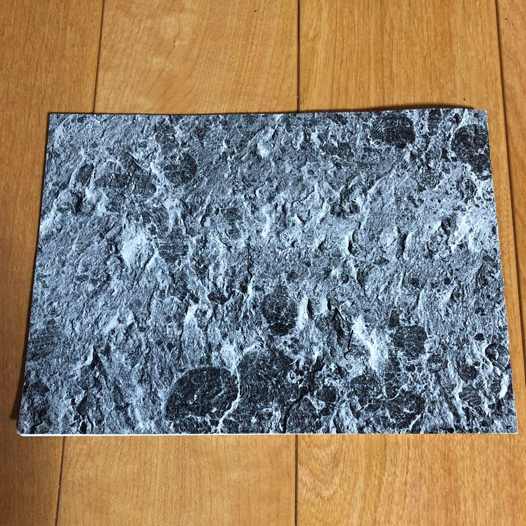 アンモナイト化石