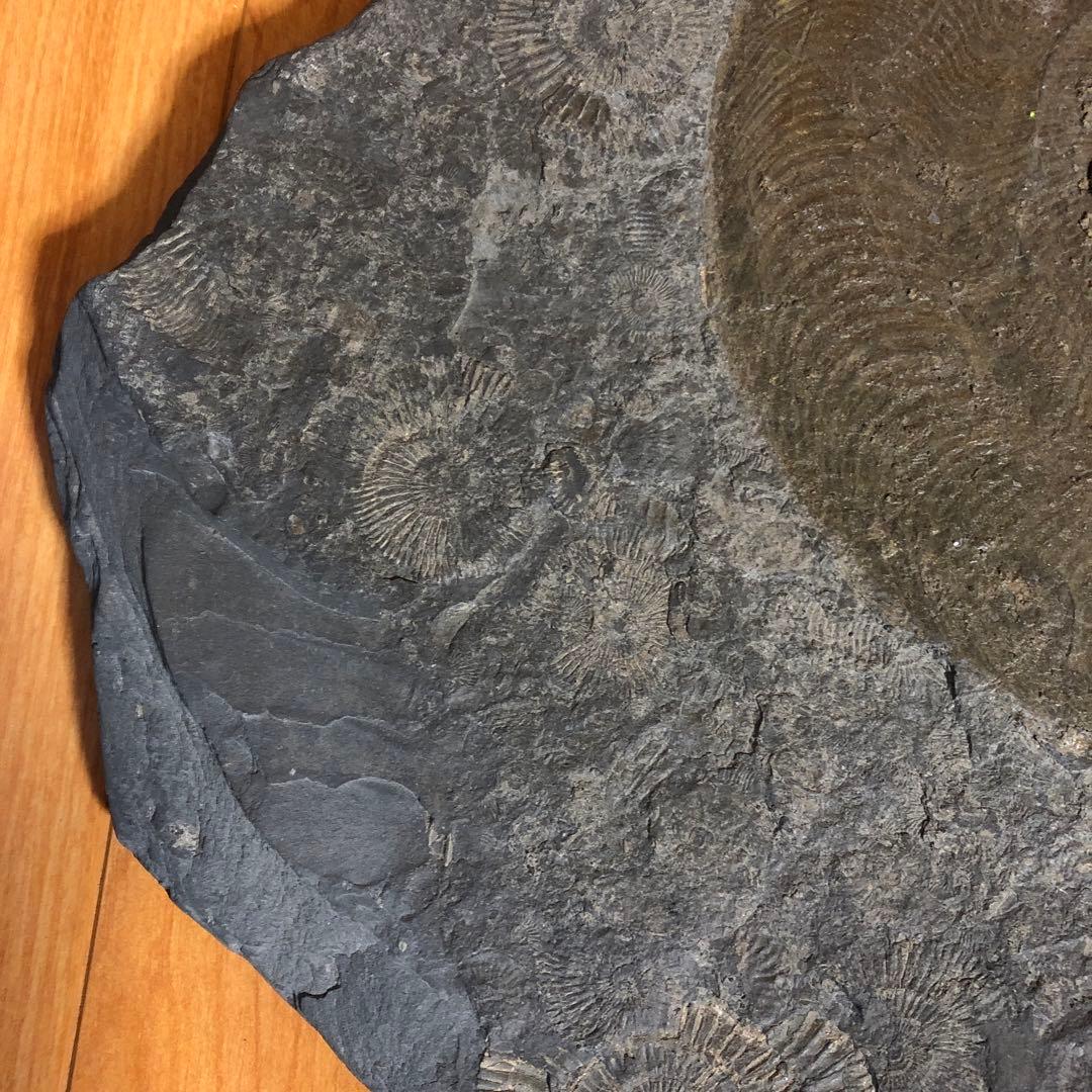 アンモナイト化石