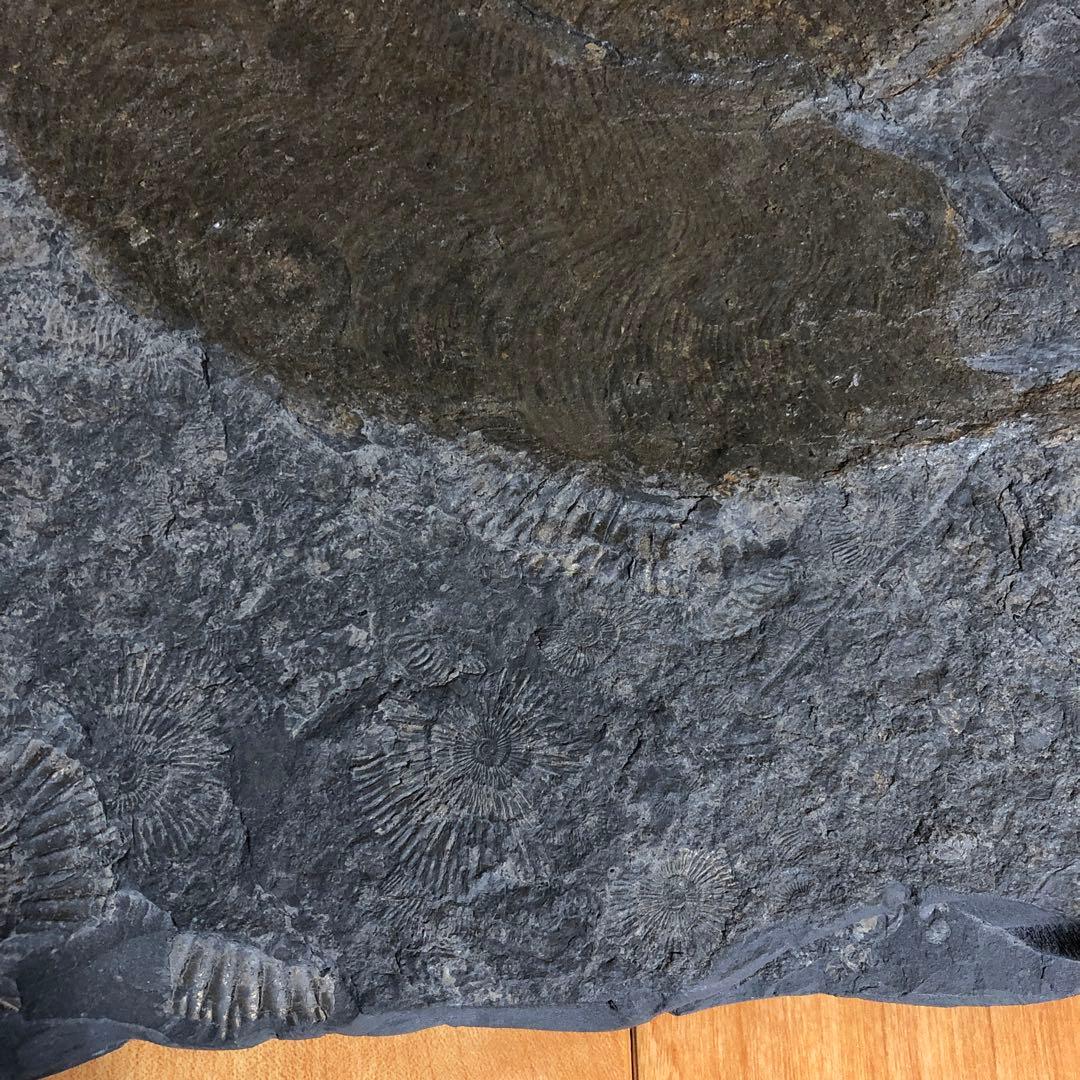 アンモナイト化石