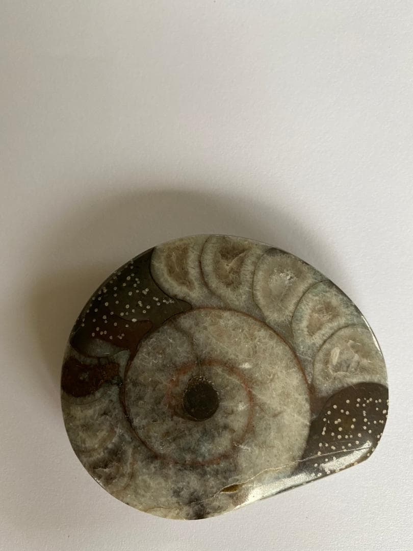 モロッコ産　アンモナイト　化石　⑮