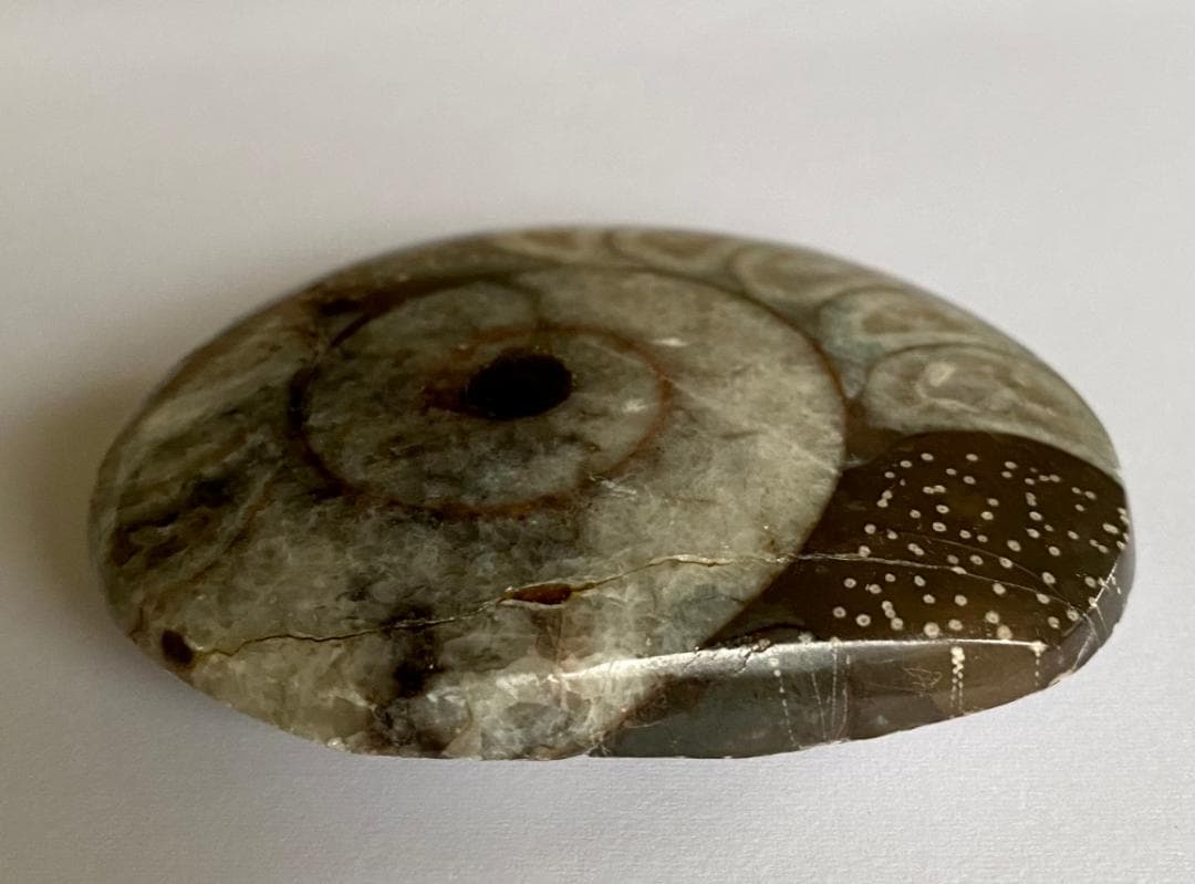 モロッコ産　アンモナイト　化石　⑮