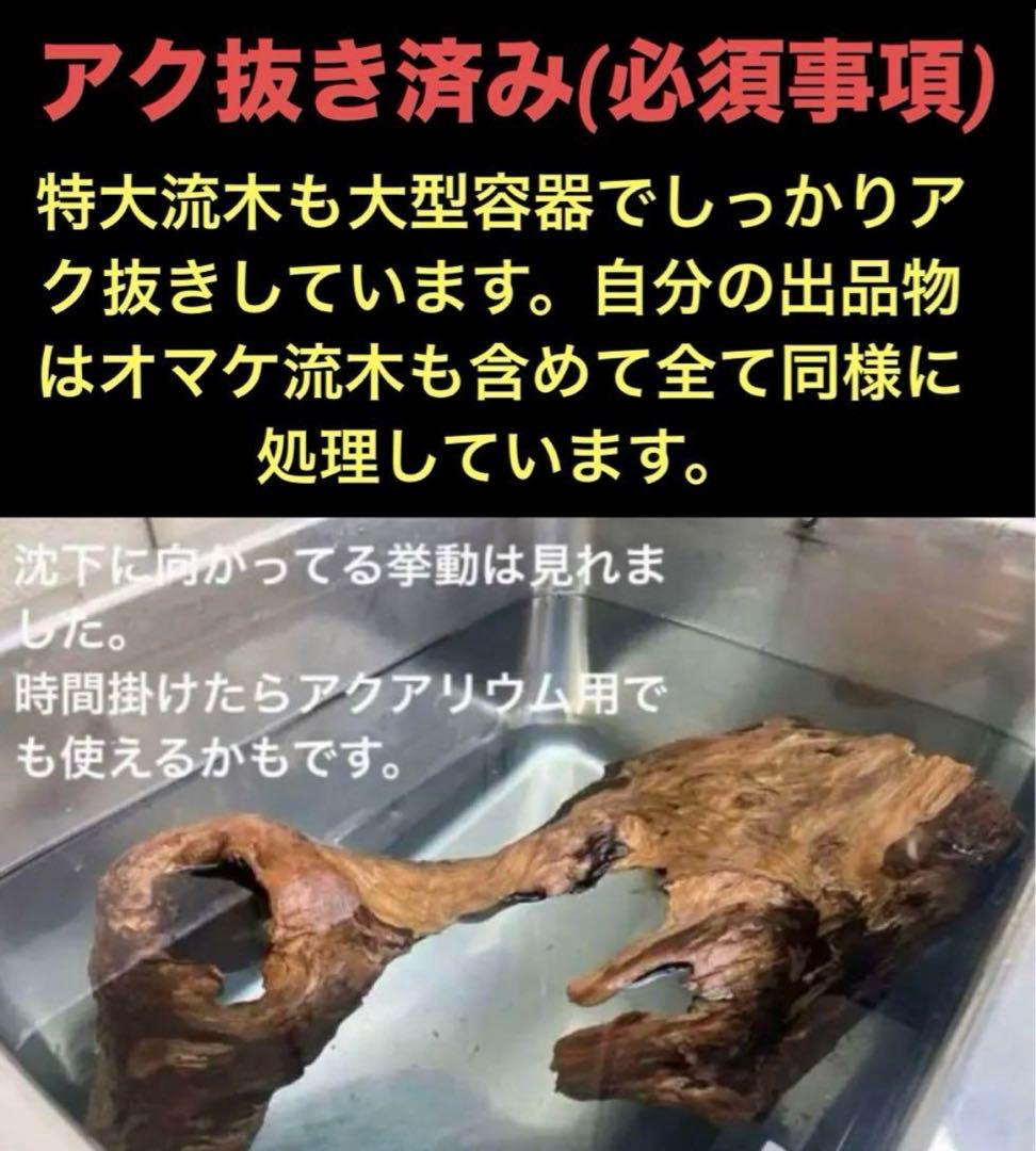 m61特大流木 アク抜き済み 爬虫類シェルター レイアウト用 登り木 インテリア