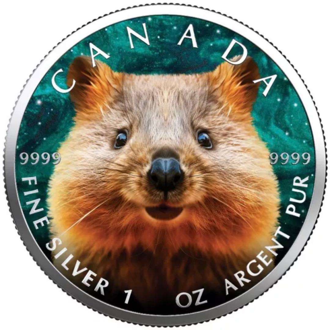 【世界100枚限定！】メイプルリーフ 銀貨 カラー クォッカワラビー 1オンス