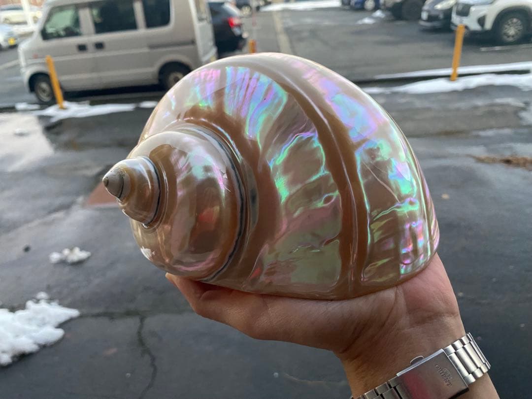 夜光貝　特大夜光貝　磨き上げ済み　ピカピカ　15x18cm 666gライトおまけ