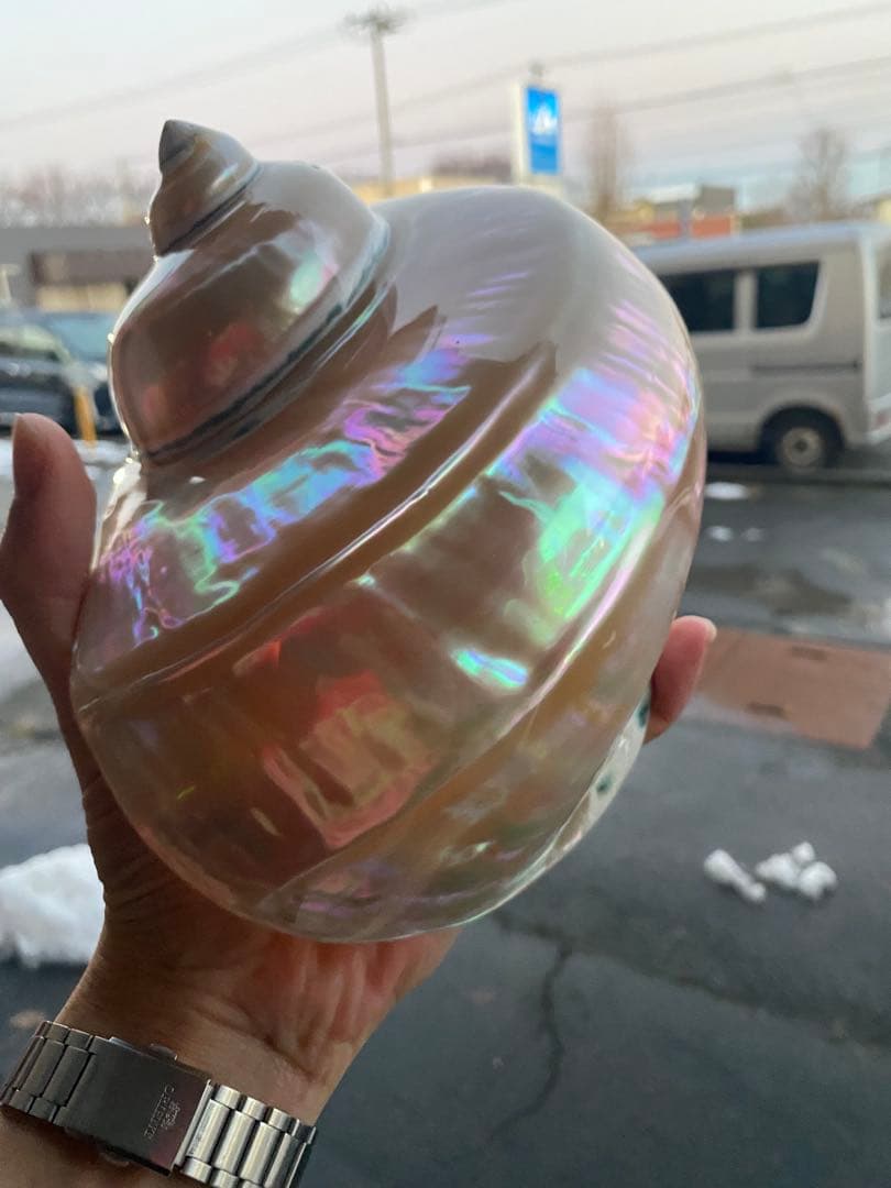 夜光貝　特大夜光貝　磨き上げ済み　ピカピカ　15x18cm 666gライトおまけ