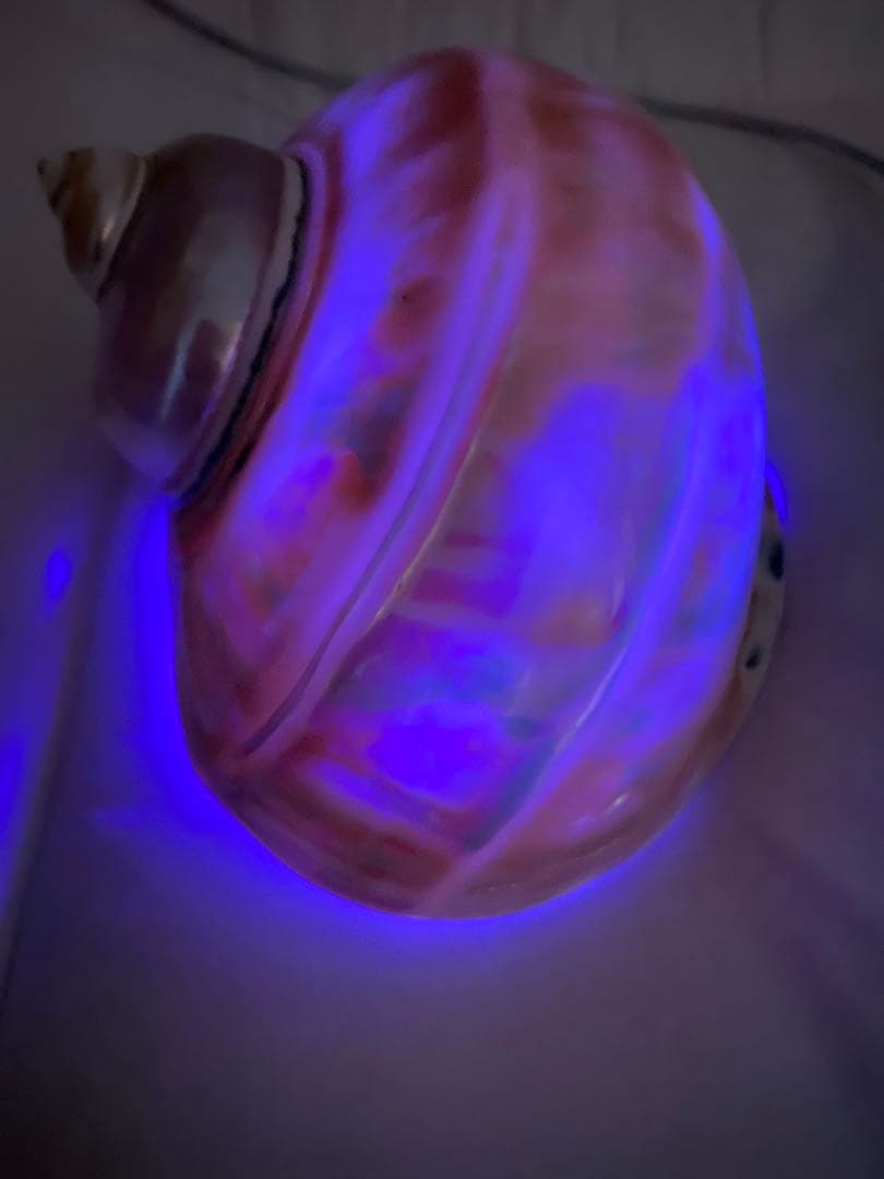 夜光貝　特大夜光貝　磨き上げ済み　ピカピカ　15x18cm 666gライトおまけ