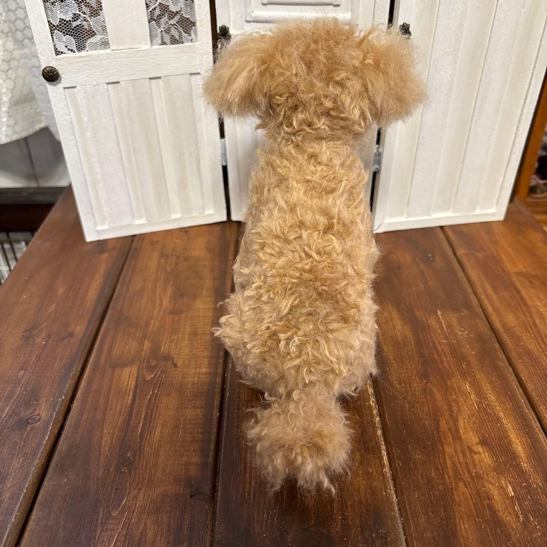 羊毛フェルト トイプードル　さっさ