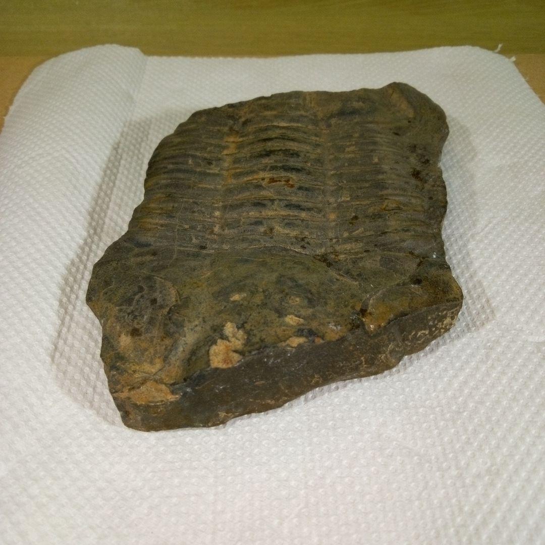 三葉虫　化石　三葉虫化石　究極のレトロ　fossil　大きい　化石管理番号⑱