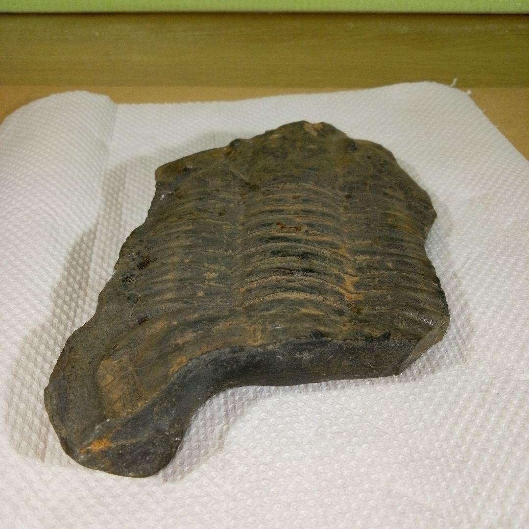 三葉虫　化石　三葉虫化石　究極のレトロ　fossil　大きい　化石管理番号⑱