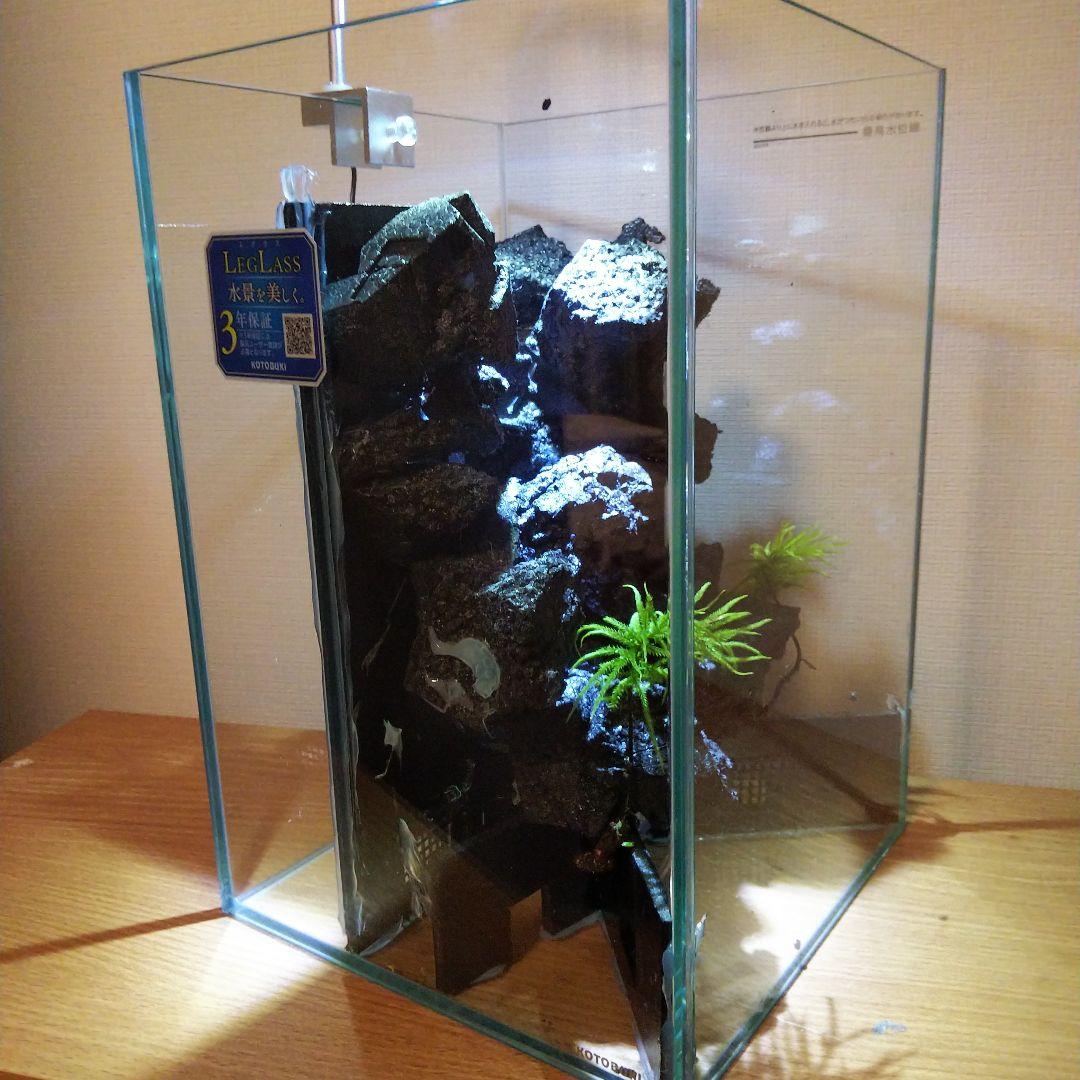 【完成品】滝の流れるアクアテラリウム　イモリウム　苔　　アクアテラリウム完成品