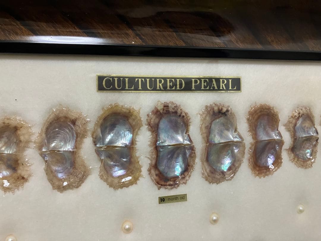 養殖真珠 標本 アートフレーム　成長順　額入り コレクション　パール7粒入り