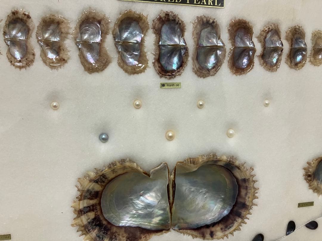 養殖真珠 標本 アートフレーム　成長順　額入り コレクション　パール7粒入り