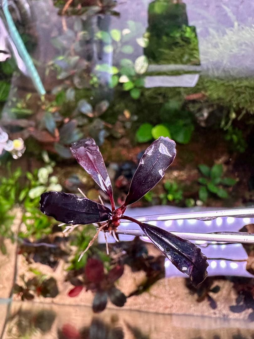 爆睡 sp.ブラウニーゴーストカリマンタン　2株