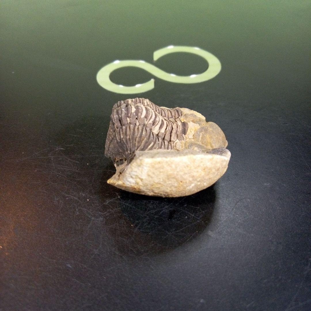 三葉虫　化石　fossil　ボリビア産　トライロバイト　三葉虫個体⑤