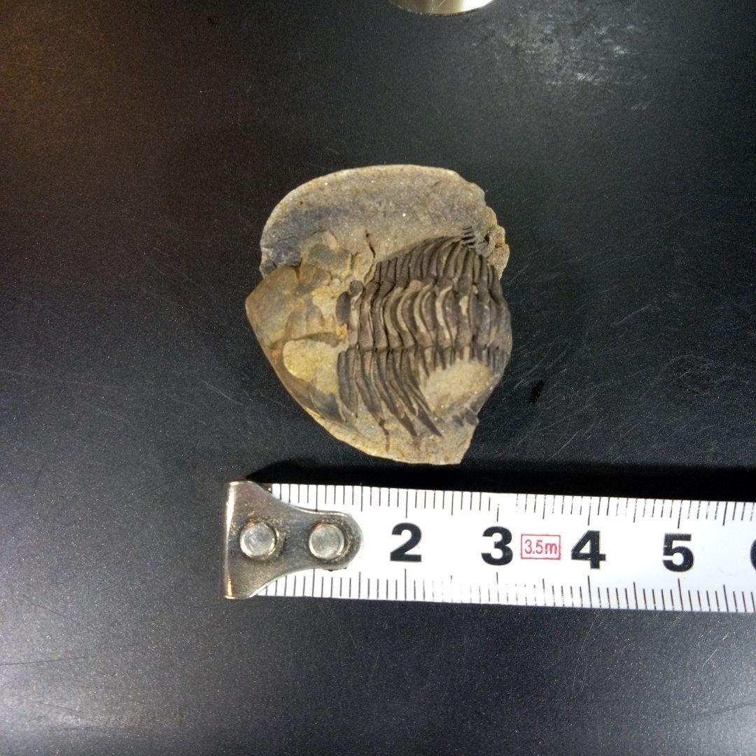 三葉虫　化石　fossil　ボリビア産　トライロバイト　三葉虫個体⑤