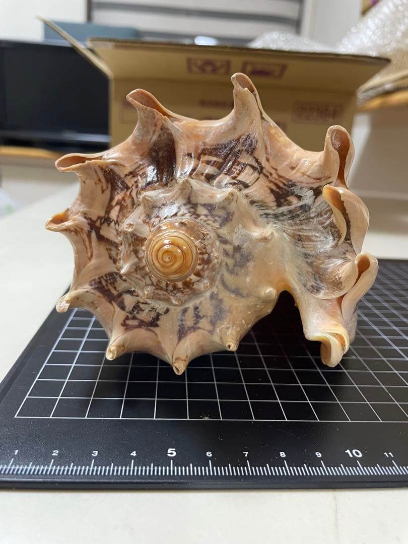 貝殻　標本　ミヒカリコウロギ