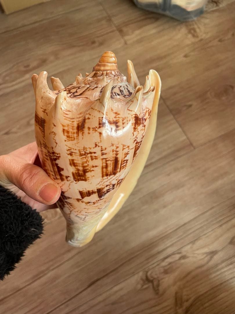 貝殻　標本　ミヒカリコウロギ