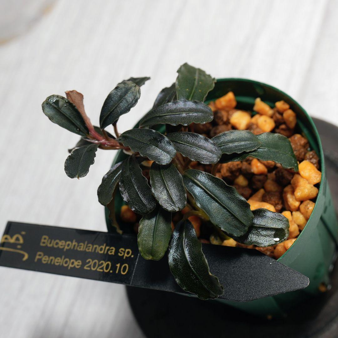 水草 Bucephalandra sp. Penelope