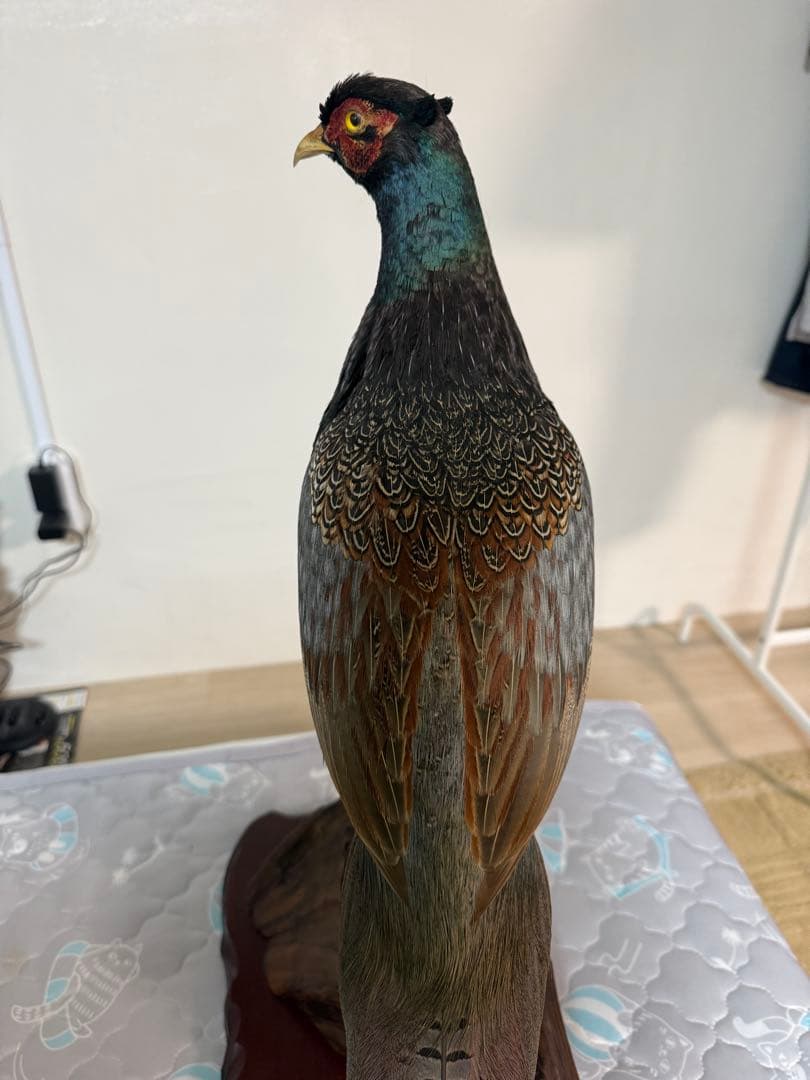 キジ剥製(西岡剥製工房)