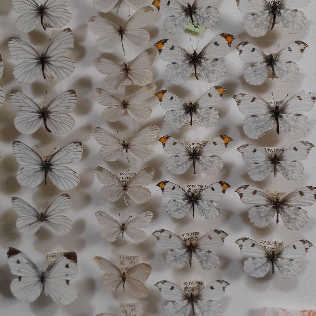 蝶標本　シロチョウ、ヒカゲチョウ類ほか20種156頭、大型ドイツ標本箱二箱入り