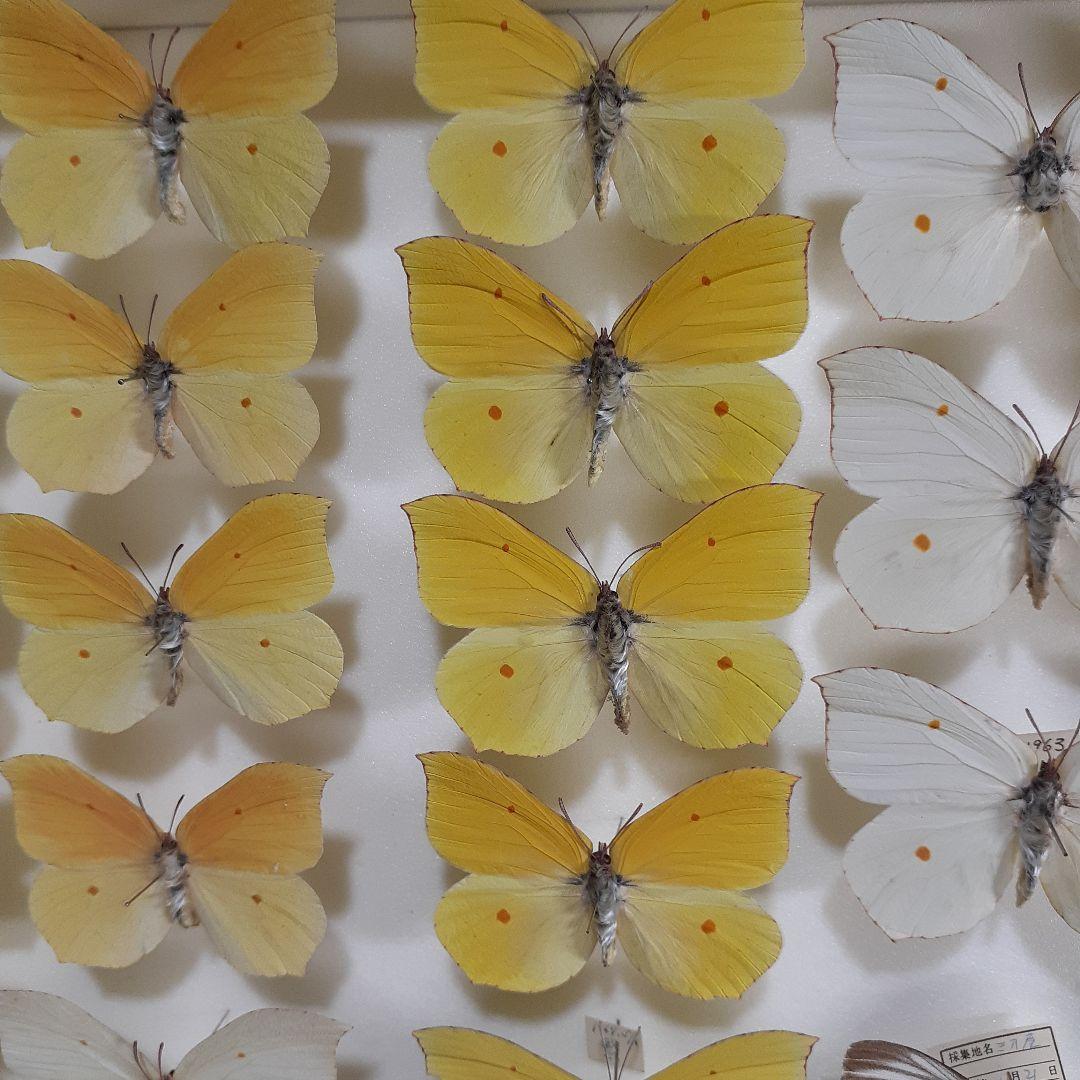 蝶標本　シロチョウ、ヒカゲチョウ類ほか20種156頭、大型ドイツ標本箱二箱入り