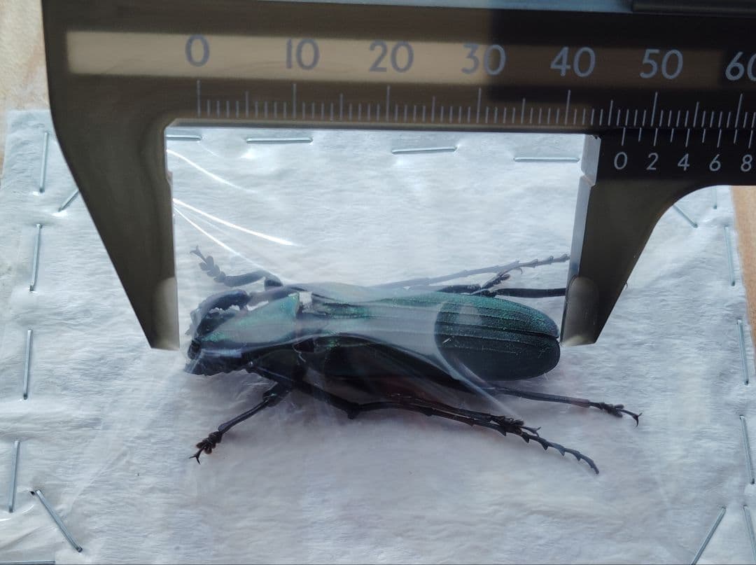 ベトナム産カミキリムシ　ペア