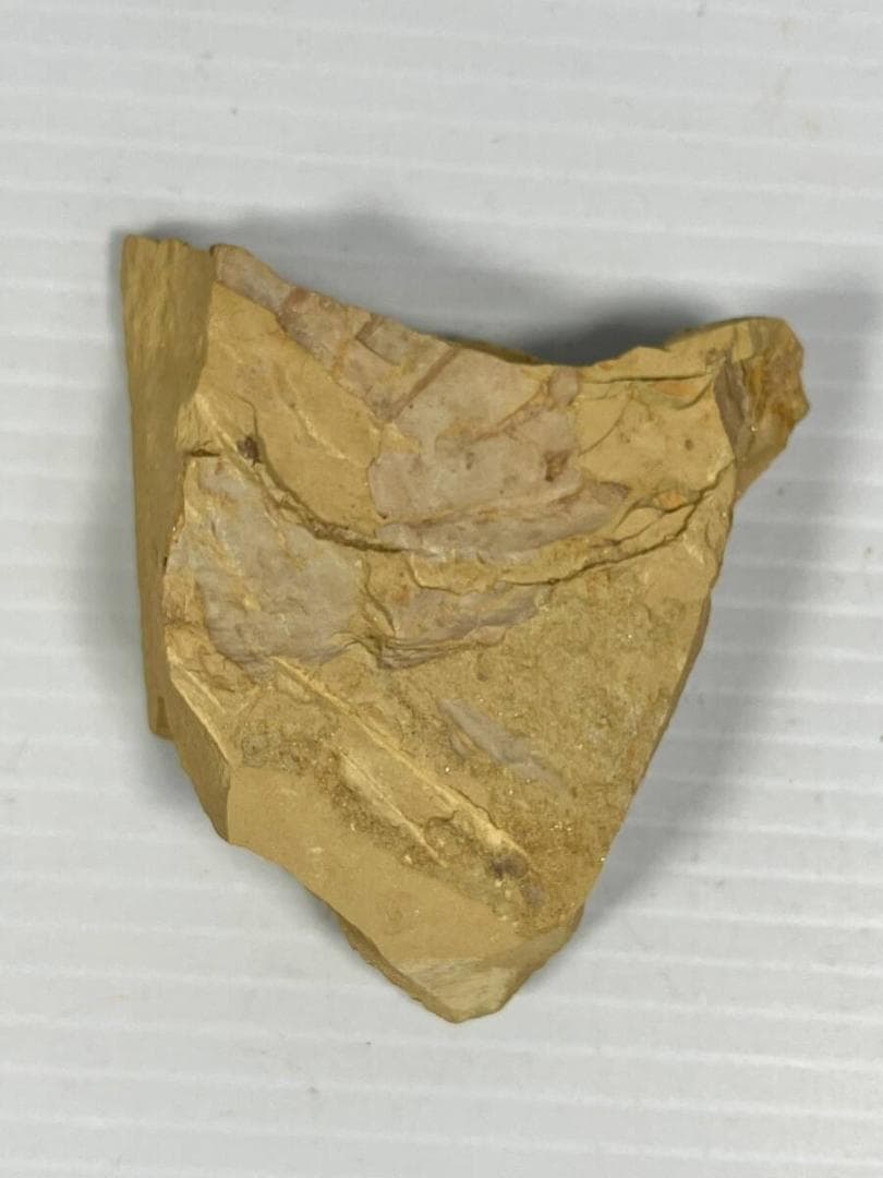 2007年初記載の超レア化石 Guangweicaris spinatus