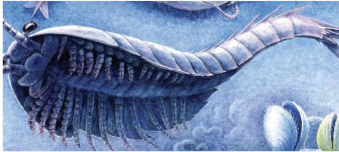 2007年初記載の超レア化石 Guangweicaris spinatus