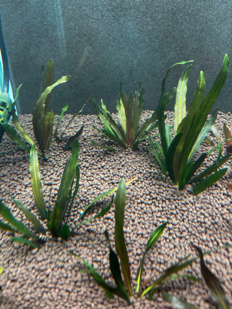 エキノドルス　ホレマニーオレンジ