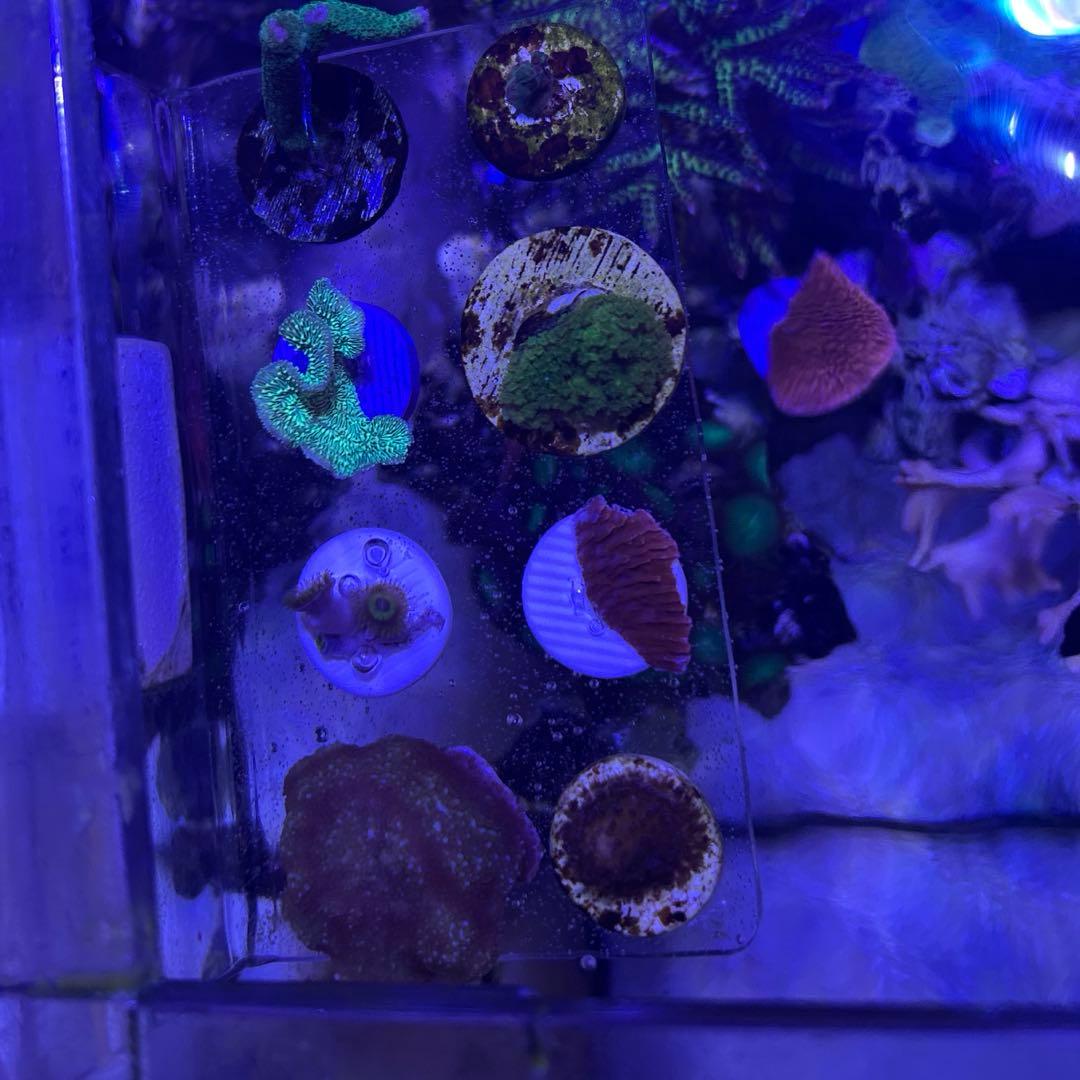 【★】フラグセット　ライブロック