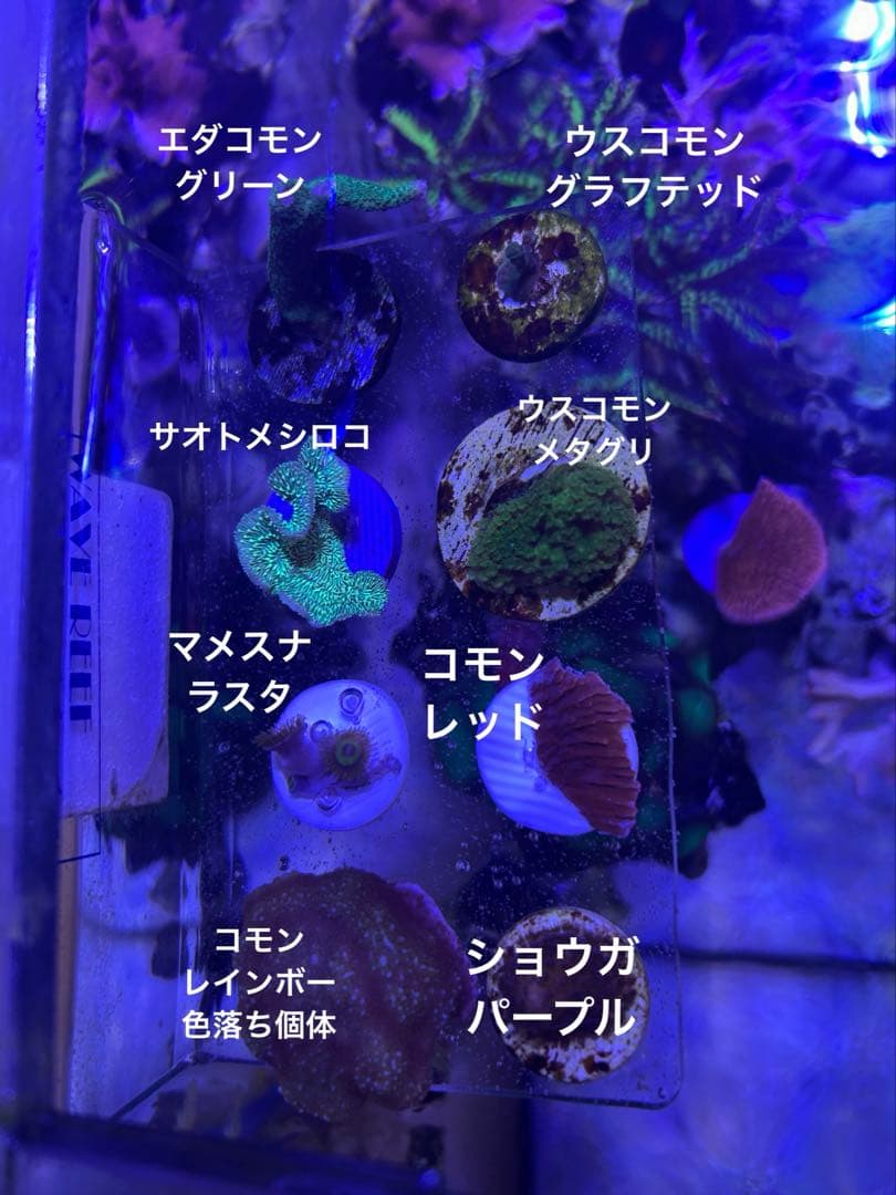 【★】フラグセット　ライブロック