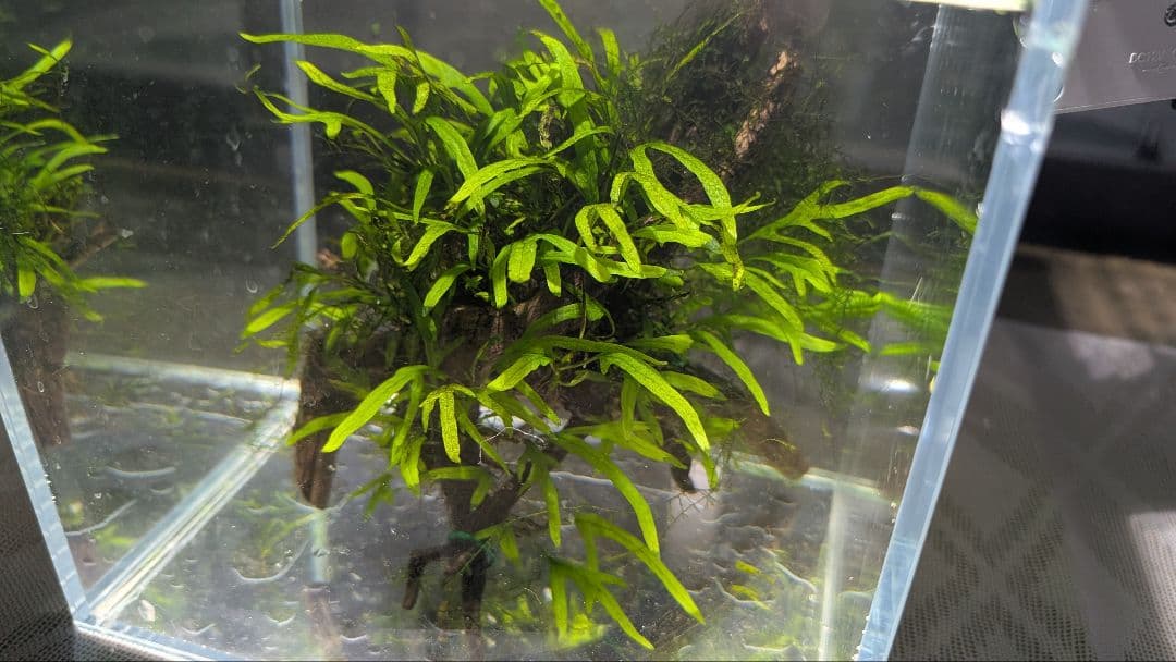 ミクロソリウムトライデントリーフ60葉以上が自然活着した2本組のブランチ流木