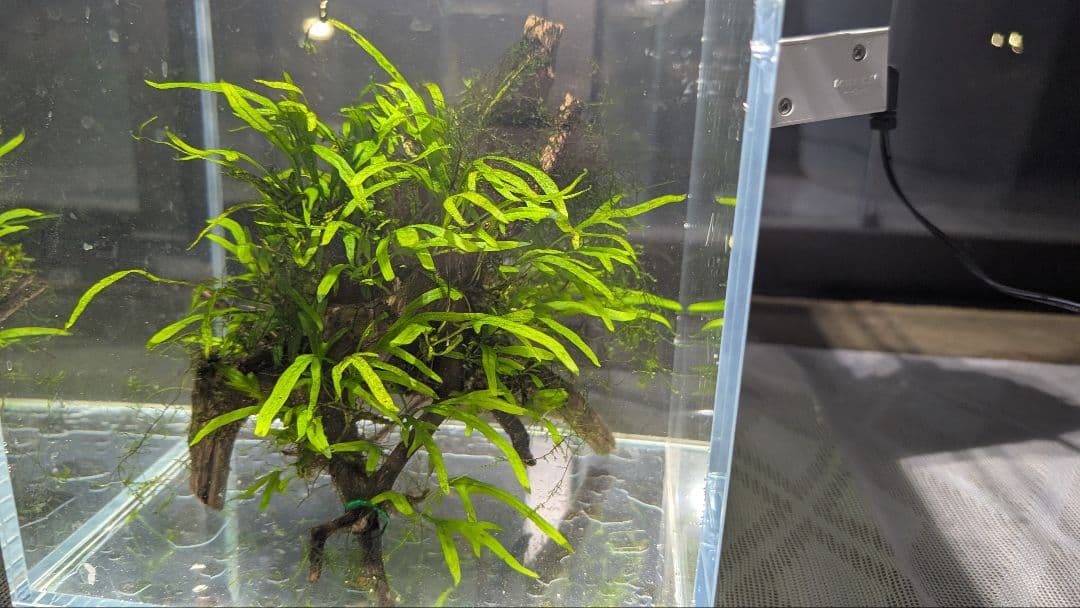 ミクロソリウムトライデントリーフ60葉以上が自然活着した2本組のブランチ流木