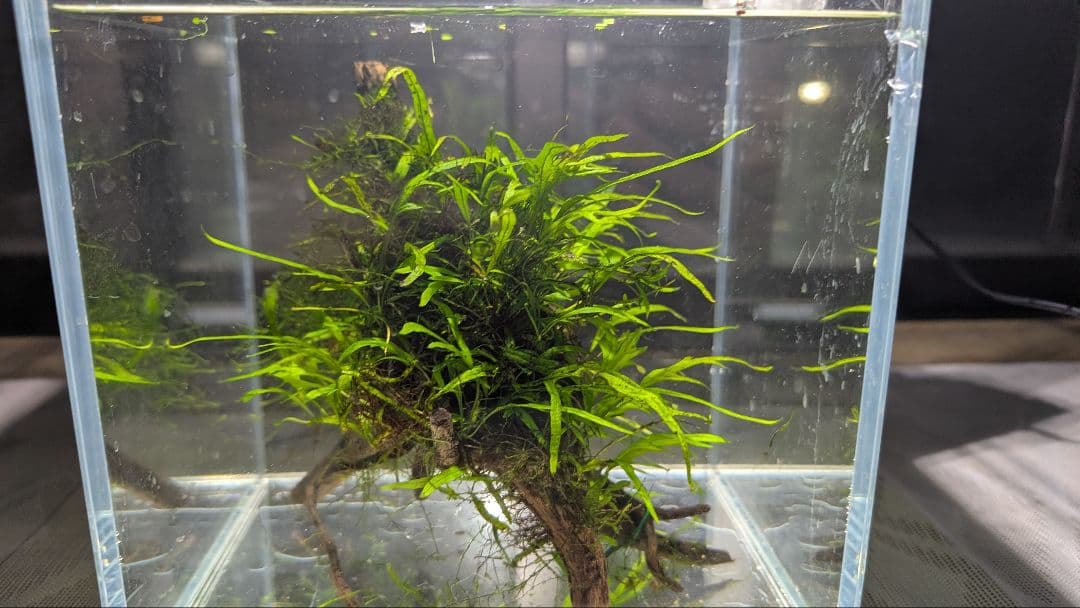 ミクロソリウムトライデントリーフ60葉以上が自然活着した2本組のブランチ流木