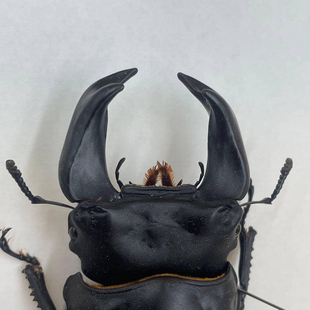 ✴︎ オオクワガタ　ポペイ　最強個体 顎幅7.7㎜　✴︎