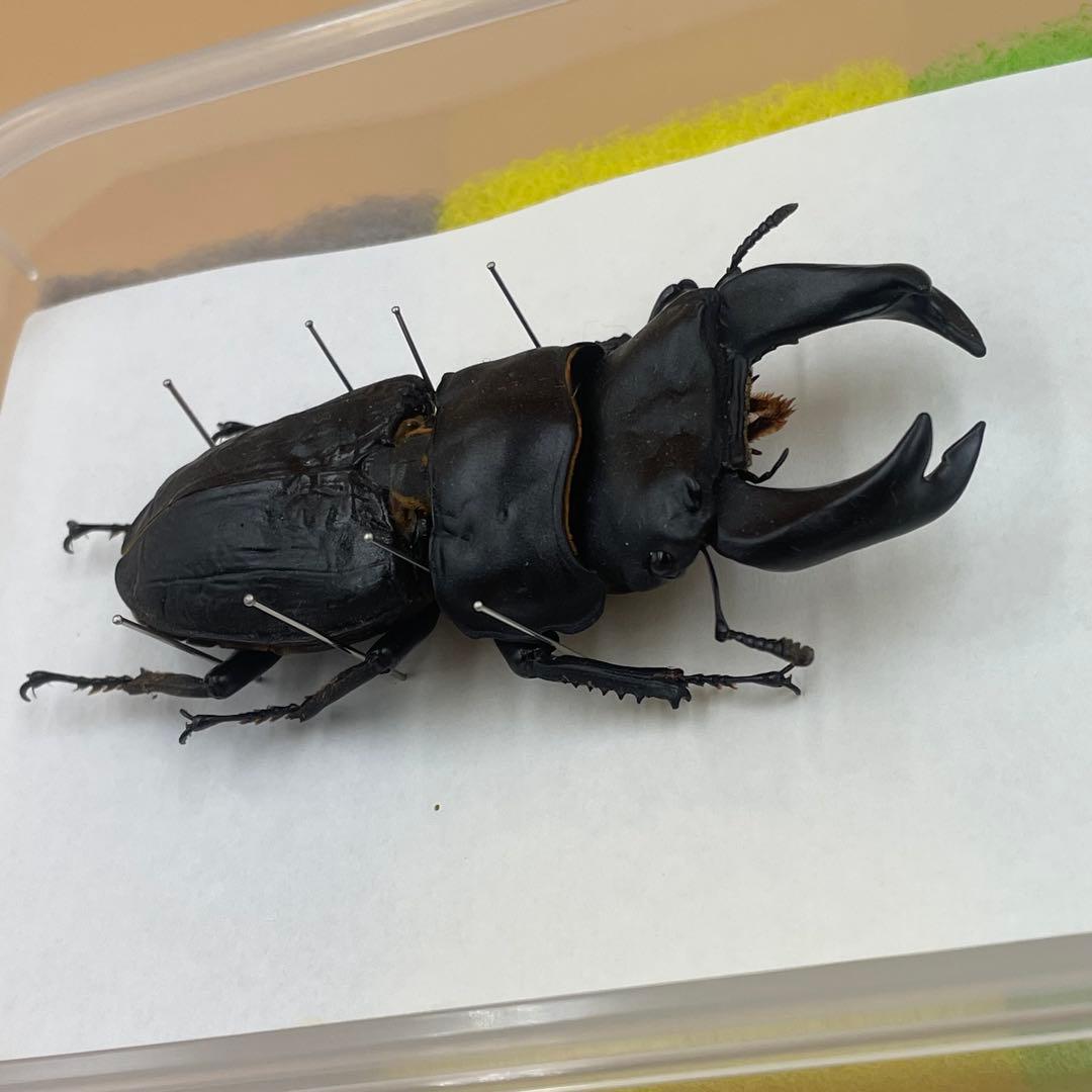 ✴︎ オオクワガタ　ポペイ　最強個体 顎幅7.7㎜　✴︎