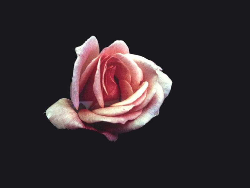 期間限定特価！　特大芸術写真 A2バラ 薔薇 ROSE 額付 70 X 79