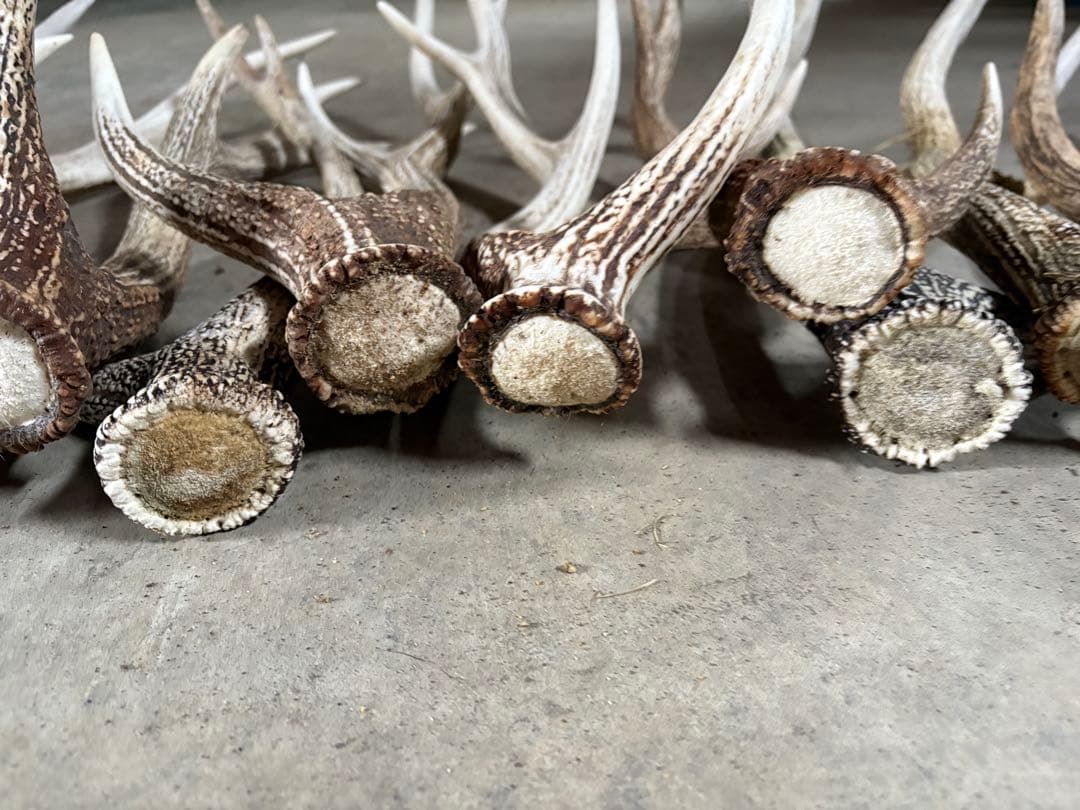 No.2 鹿の角　蝦夷鹿の角　シカツノ　まとめ売り　16本