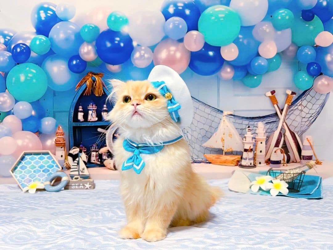 背景布夏BA②　キッズ、ペット、7,8月撮影用フォトブース　サーフィン　ピンク