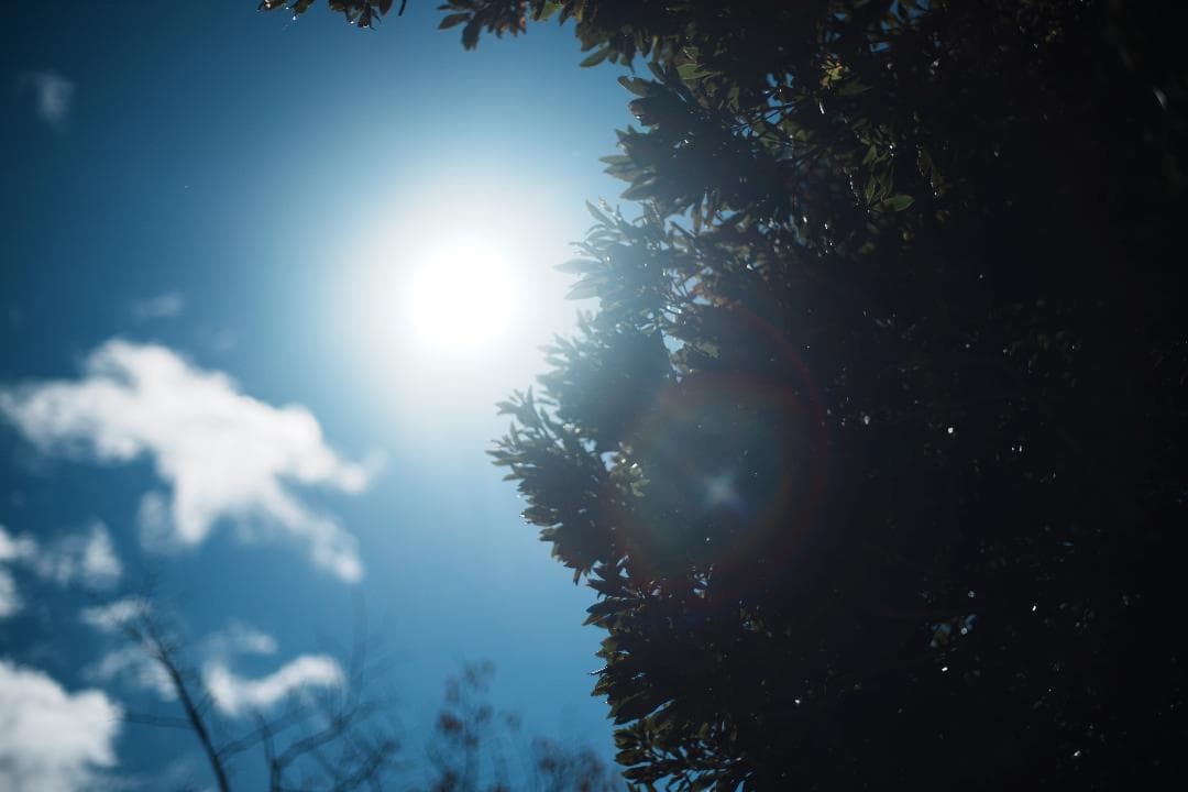 極上の空気感 CONTAX Planar 50mm F1.4 MMJ 704
