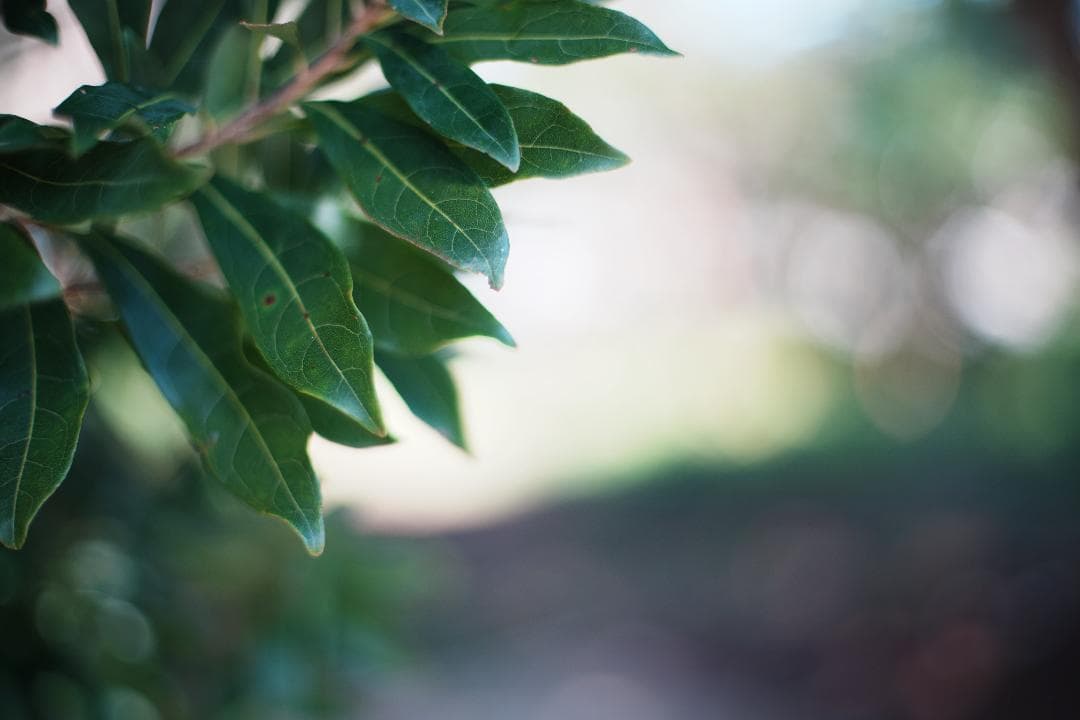 極上の空気感 CONTAX Planar 50mm F1.4 MMJ 704