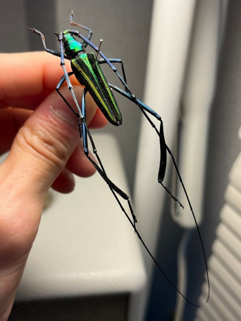 【40mm】アオカミキリの仲間 Chloridolum klaesii？ 標本