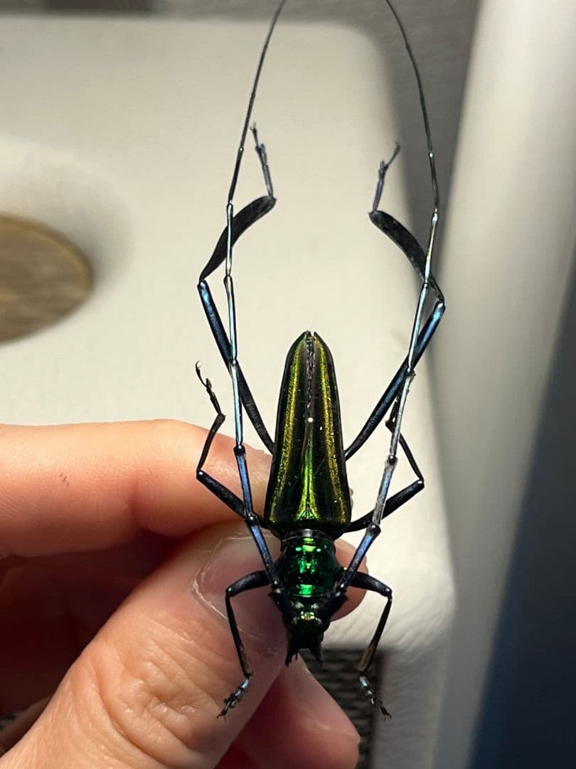 【40mm】アオカミキリの仲間 Chloridolum klaesii？ 標本