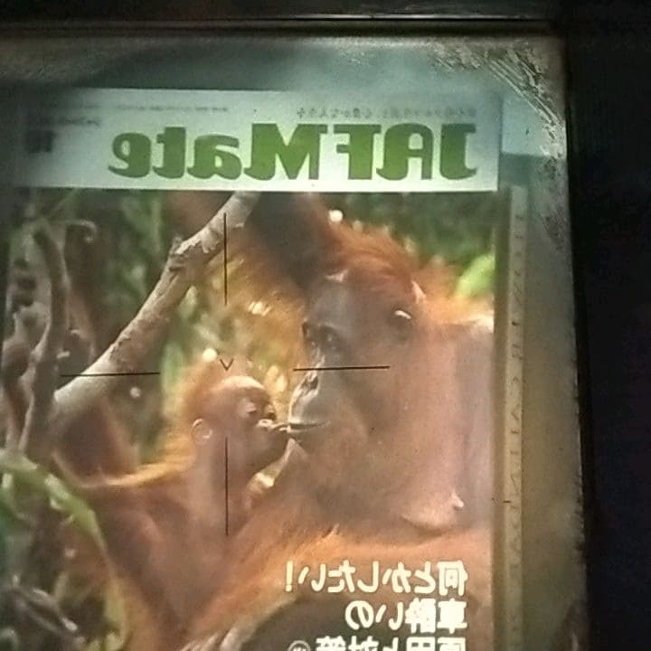 ハッセルブラッド HASSELBLAD TELEVAR　超望遠！