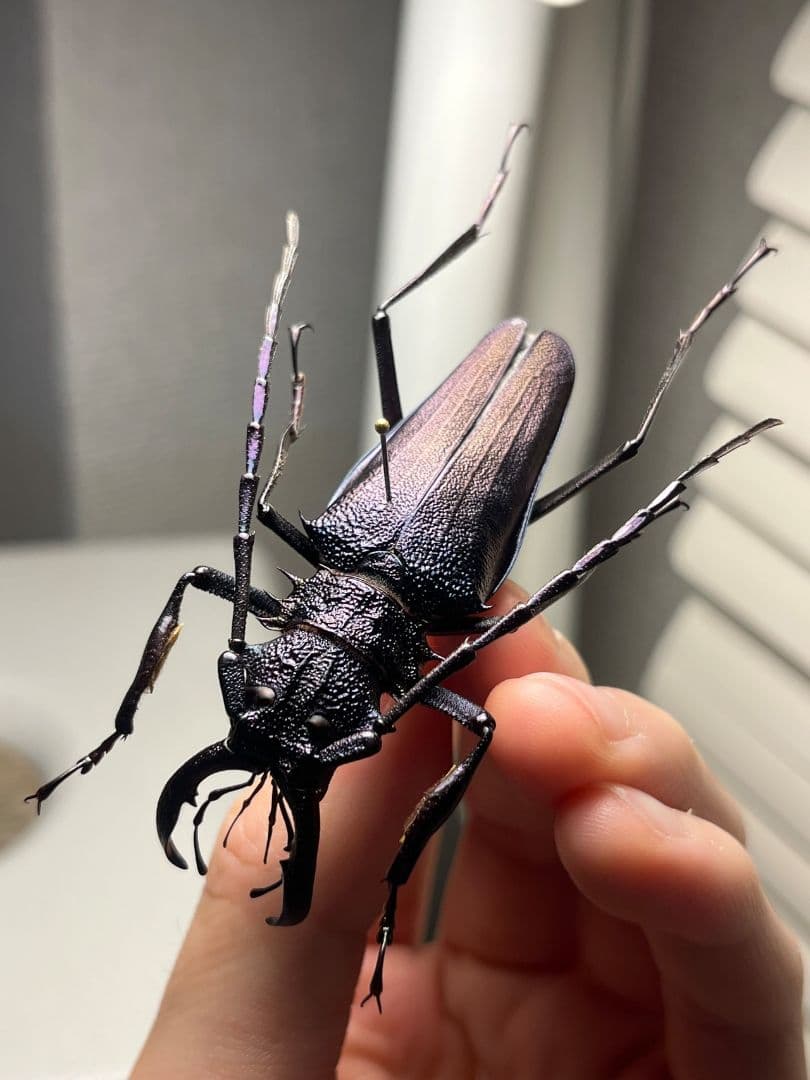 【濃紺】ツヤケシオニノコギリカミキリ ムラサキオニノコギリカミキリ キンオニ標本