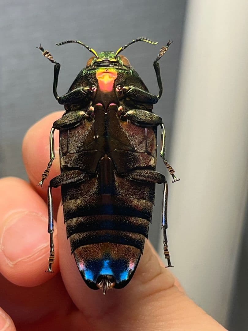 【極美碧】レスプレンデンスオウサマカドアカタマムシ 昆虫標本 スハンダエ
