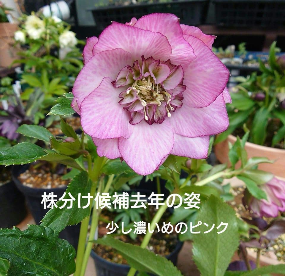 高品質　桜瑪瑙　セット　スフィア　ポイント