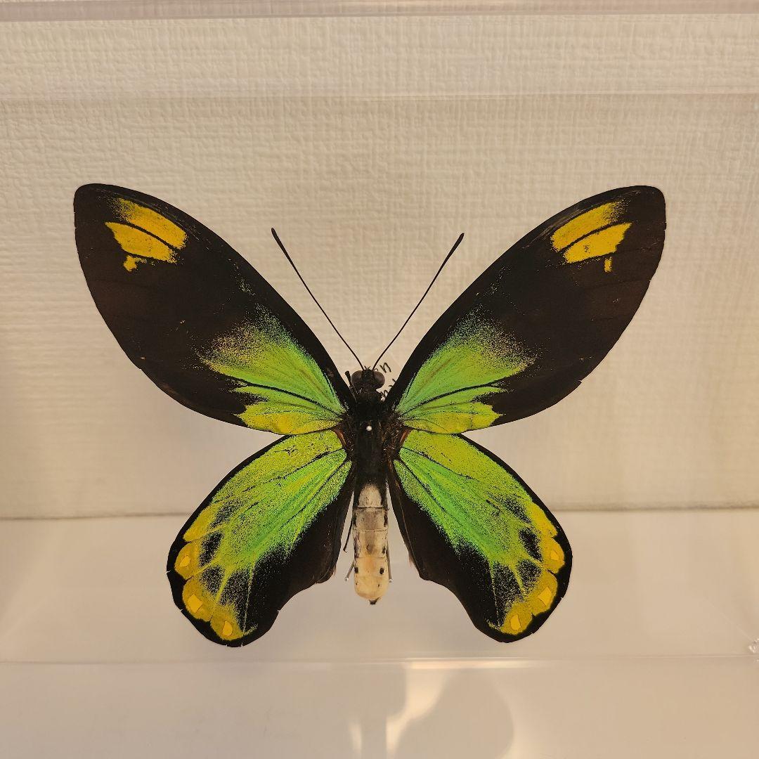 蝶の標本　トリバネチョウの世界(珍珍)